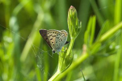 <i>Lycaena tityrus</i>