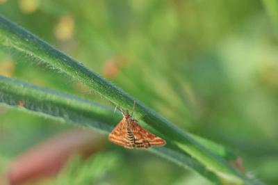 <i>Pyrausta despicata</i>