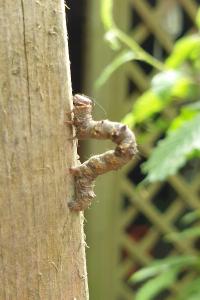 <i>Phigalia pilosaria</i>