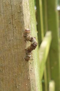 <i>Phigalia pilosaria</i>