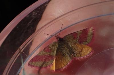 <i>Lythria cruentaria</i>