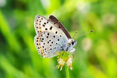 <i>Lycaena tityrus</i>