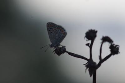 <i>Aricia agestis</i>