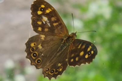 <i>Pararge aegeria</i>