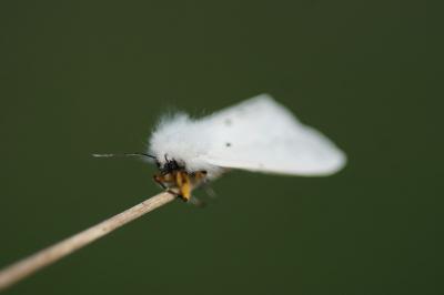 <i>Diaphora mendica</i>