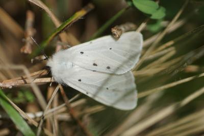 <i>Diaphora mendica</i>