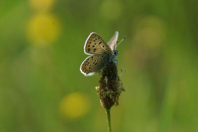 <i>Lycaena tityrus</i>
