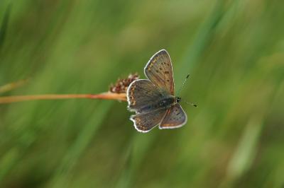 <i>Lycaena tityrus</i>