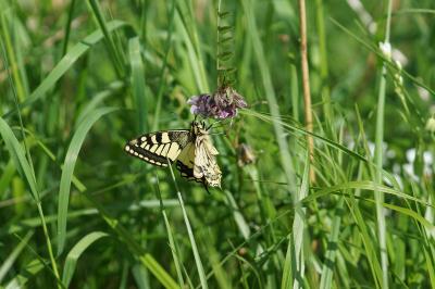 <i>Papilio machaon</i>