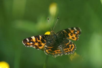 <i>Araschnia levana</i>