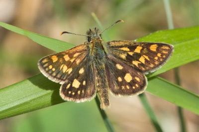 <i>Carterocephalus palaemon</i>