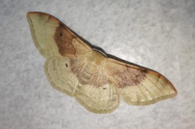 <i>Idaea degeneraria</i>
