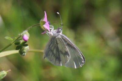 <i>Leptidea sinapis</i>