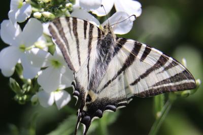 <i>Iphiclides podalirius</i>