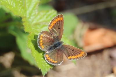 <i>Aricia agestis</i>