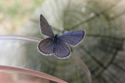 <i>Cupido alcetas</i>