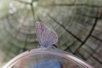 <i>Cupido alcetas</i>