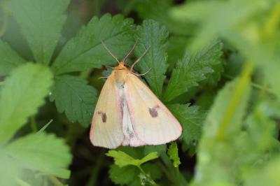 <i>Diacrisia sannio</i>