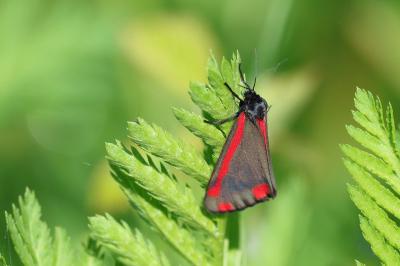 <i>Tyria jacobaeae</i>