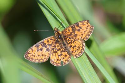 <i>Boloria selene</i>