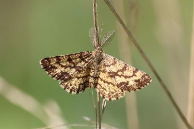 <i>Ematurga atomaria</i>
