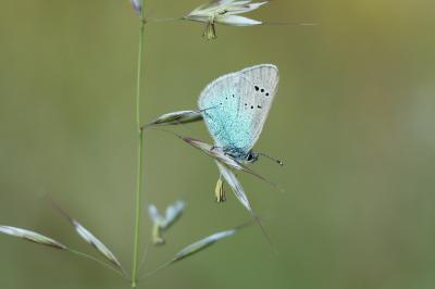 <i>Glaucopsyche alexis</i>
