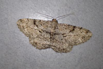 <i>Peribatodes rhomboidaria</i>