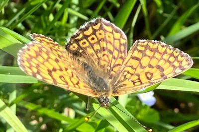 <i>Melitaea cinxia</i>