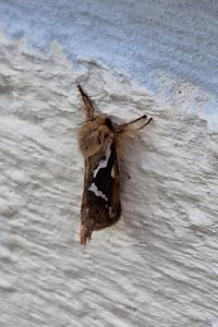 <i>Korscheltellus lupulinus</i>