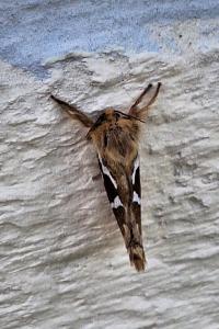 <i>Korscheltellus lupulinus</i>
