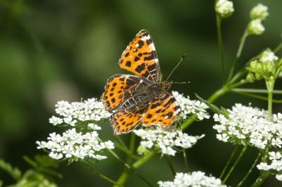 <i>Araschnia levana</i>