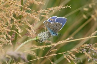 <i>Polyommatus icarus</i>