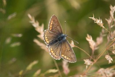 <i>Aricia agestis</i>