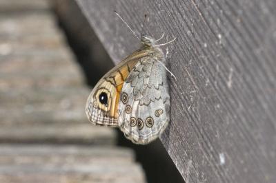<i>Lasiommata maera</i>