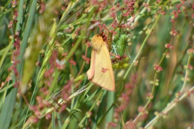 <i>Diacrisia sannio</i>