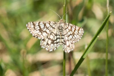 <i>Chiasmia clathrata</i>
