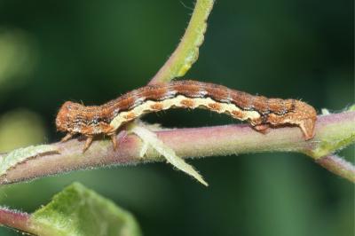 <i>Erannis defoliaria</i>