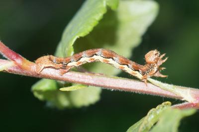 <i>Erannis defoliaria</i>