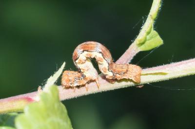 <i>Erannis defoliaria</i>