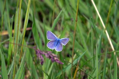 <i>Polyommatus icarus</i>