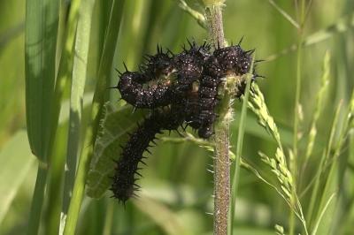 <i>Aglais io</i>