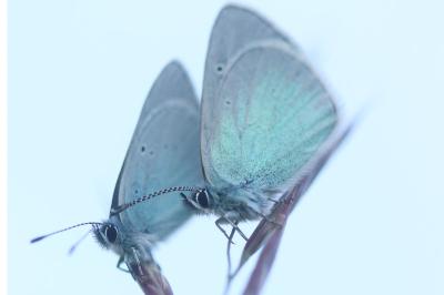 <i>Glaucopsyche alexis</i>