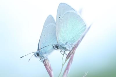 <i>Glaucopsyche alexis</i>