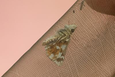 <i>Spialia sertorius</i>