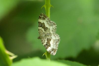 <i>Epirrhoe alternata</i>