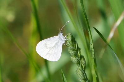 <i>Leptidea sinapis</i>