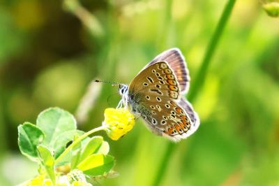 <i>Polyommatus icarus</i>