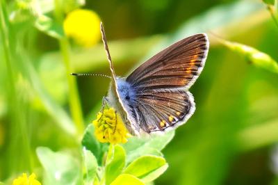 <i>Polyommatus icarus</i>