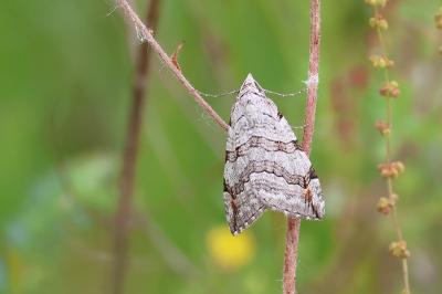 <i>Aplocera plagiata</i>