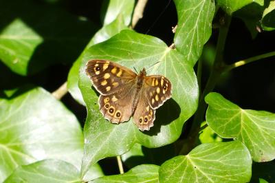 <i>Pararge aegeria</i>